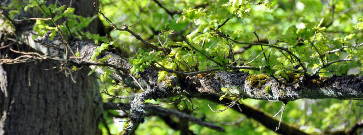 Spring (March – May) Light Maintenance, Post-Bloom Care
