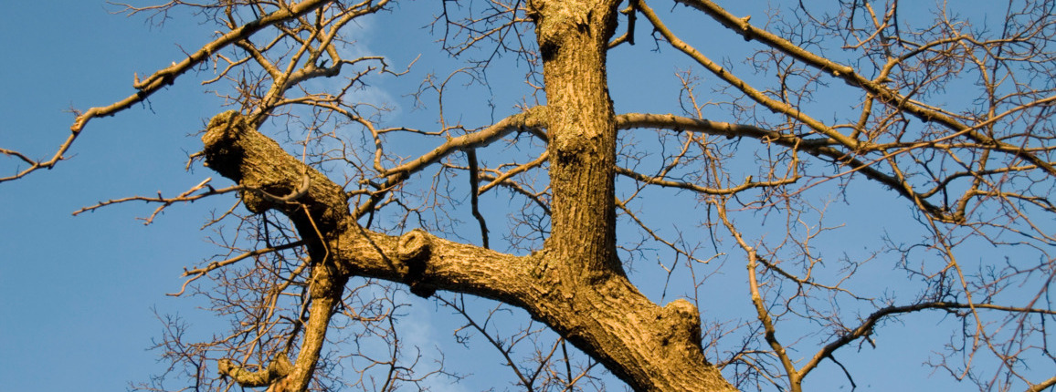 Winter (December – February) Best for Most Major Pruning