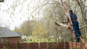 Tree Thinning vs. Tree Trimming What’s the Difference and Why It Matters