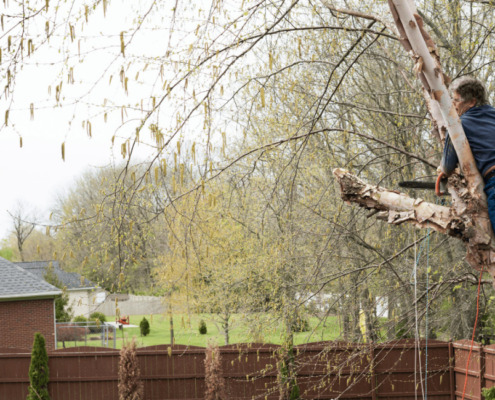 Tree Thinning vs. Tree Trimming What’s the Difference and Why It Matters