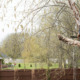 Tree Thinning vs. Tree Trimming What’s the Difference and Why It Matters