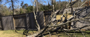 How to Spot a Dangerous Tree Before It Falls