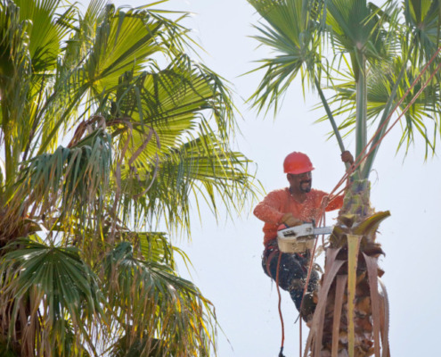 Trusted ISA Certified Arborist Houston, TX, The Woodlands, TX, Spring, TX