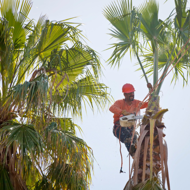 Trusted ISA Certified Arborist Houston, TX, The Woodlands, TX, Spring, TX