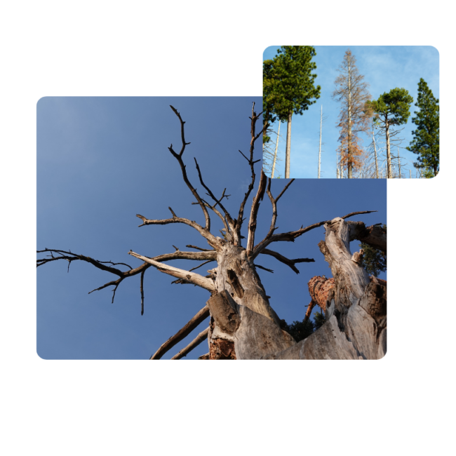 dead tree signs