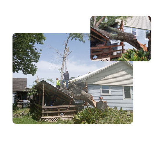 hurricane tree services - fast response