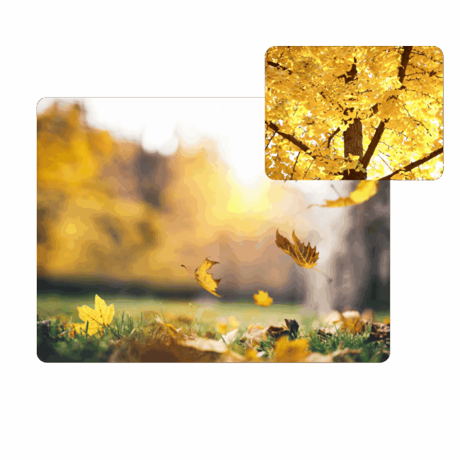 fall tree tips for homeowners