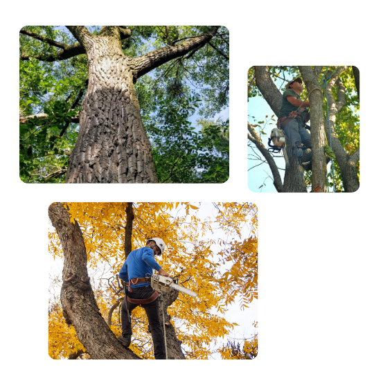 Understanding Our Full Tree Trimming Process